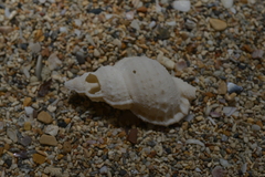 Dulcerana granularis