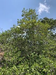 Psydrax obovata elliptica