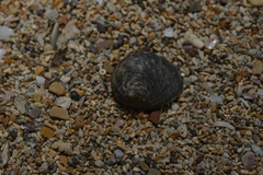 Nerita undata