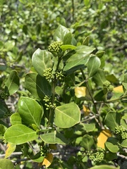 Psydrax obovata elliptica