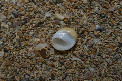 Polinices flemingianus