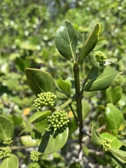 Psydrax obovata elliptica