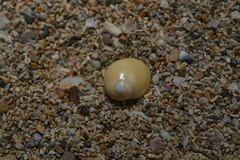 Polinices flemingianus