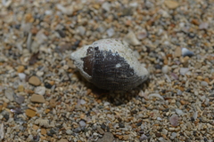 Latirolagena smaragdulus