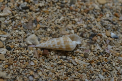 Terebridae