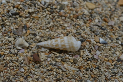 Terebridae