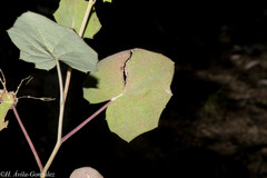 Roldana sessilifolia