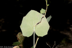 Roldana sessilifolia