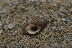Bursidae