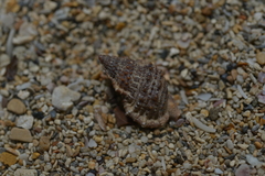 Bursidae