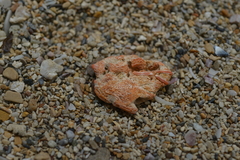 Melithaea ochracea