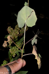 Roldana sessilifolia