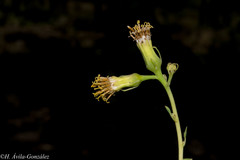 Roldana sessilifolia