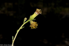 Roldana sessilifolia