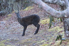 Moschus chrysogaster