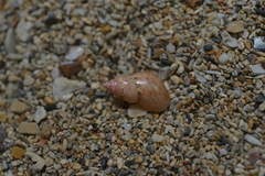 Phasianella