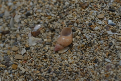 Phasianella