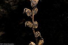 Prochnyanthes mexicana