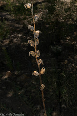 Prochnyanthes mexicana