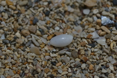 Aliculastrum parallelum