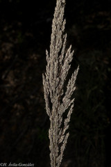 Muhlenbergia emersleyi