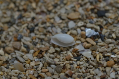 Aliculastrum parallelum