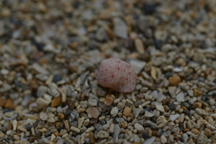 Clanculus clanguloides