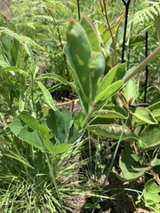 Argyrolobium robustum