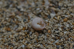 Clanculus clanguloides