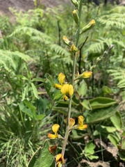 Argyrolobium robustum