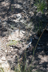 Muhlenbergia emersleyi