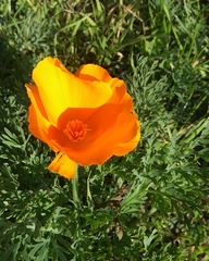 Eschscholzia californica