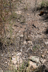 Muhlenbergia emersleyi