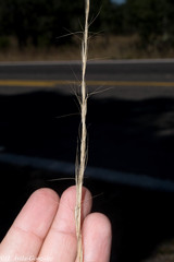 Aristida arizonica