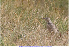 Anthus spragueii