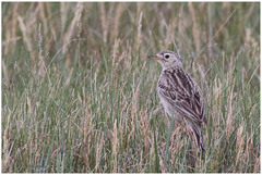 Anthus spragueii