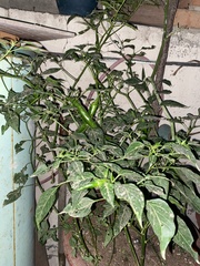 Phyciodes phaon jalapeno