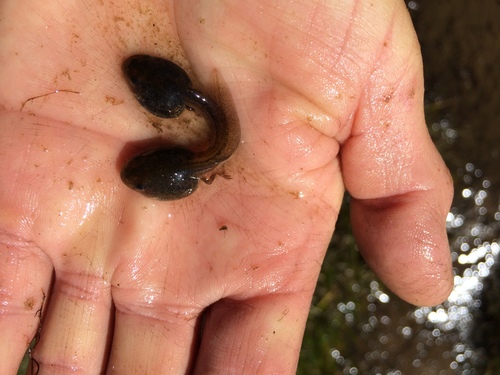 iNaturalist observation photo of Frogs and Toads