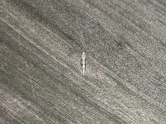 Coleotechnites florae