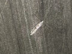 Coleotechnites florae