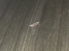 Coleotechnites florae