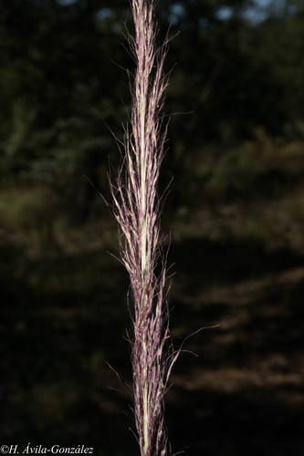 Muhlenbergia scoparia