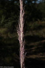 Muhlenbergia scoparia