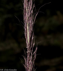 Muhlenbergia scoparia