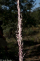 Muhlenbergia scoparia