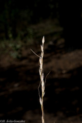 Piptochaetium fimbriatum