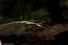 Piptochaetium fimbriatum