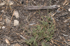 Muhlenbergia alopecuroides