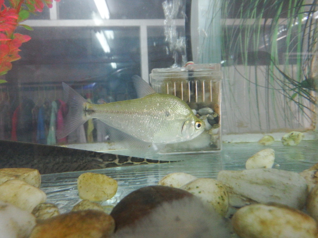 Silver tetra (Ctenobrycon hauxwellianus) — Characidae