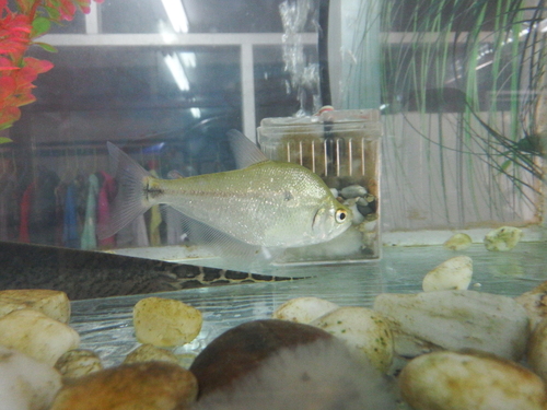Silver tetra (Ctenobrycon hauxwellianus) — Characidae